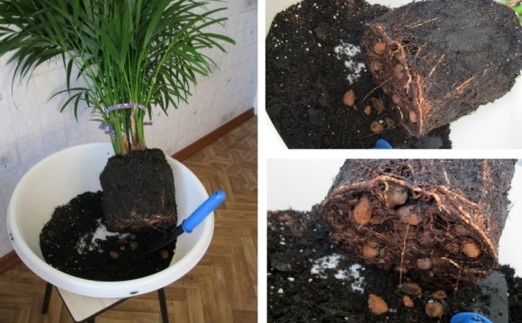 Пересадка Пальмы Комнатной